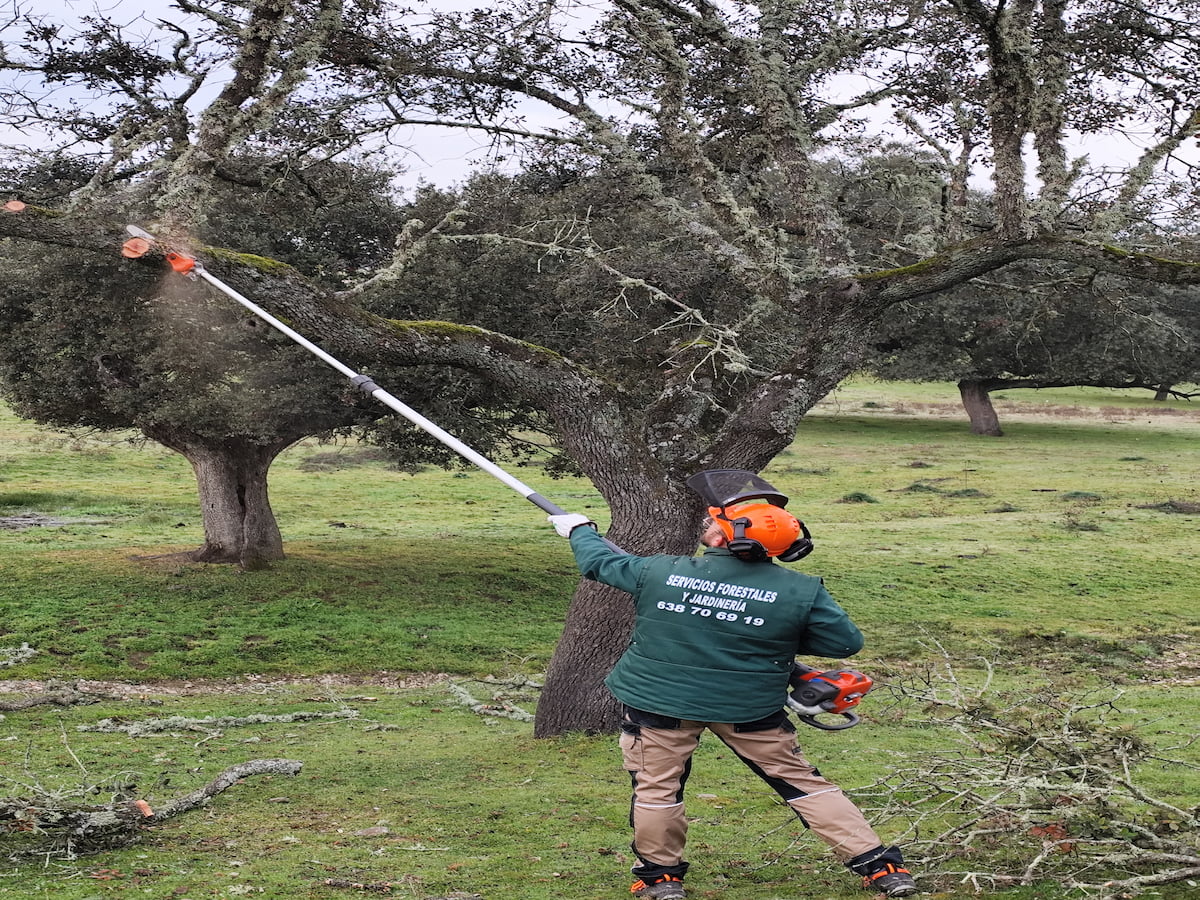 Saneando encinas