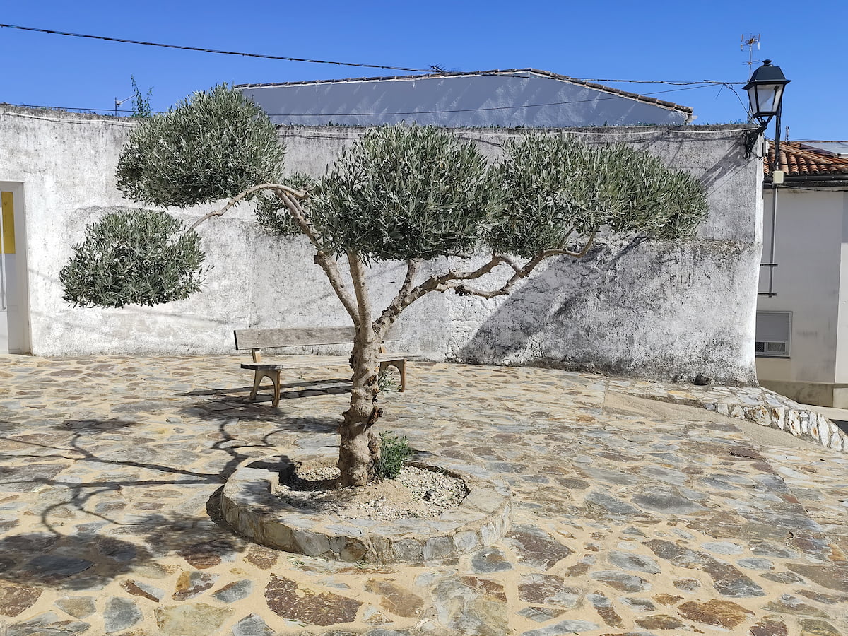 Poda ornamental de olivo