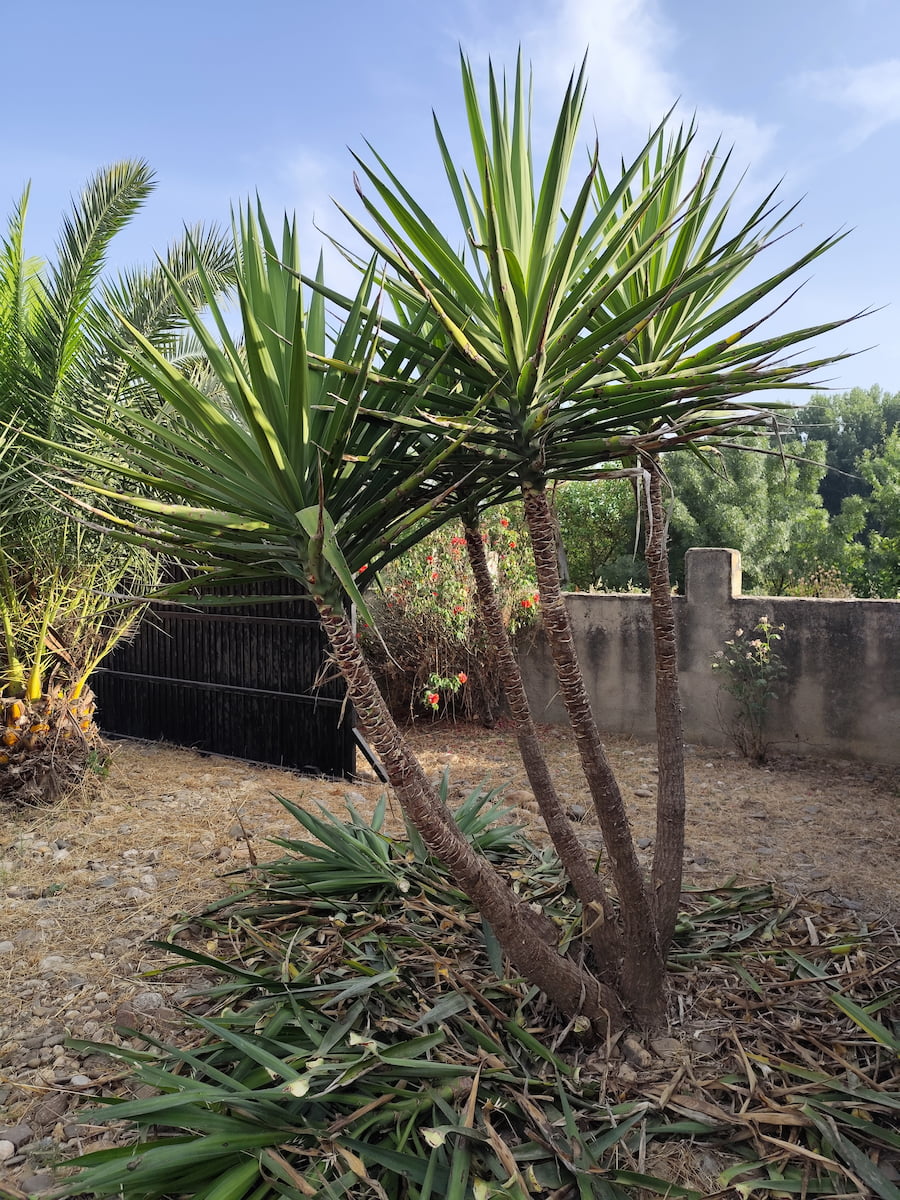 Poda ornamental yuca